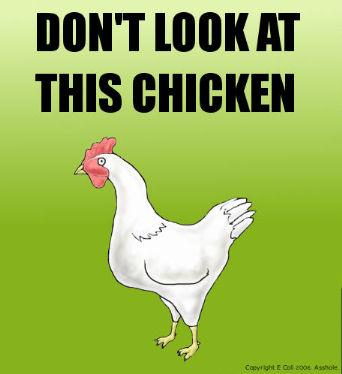 Tags: dont look at  this chicken
